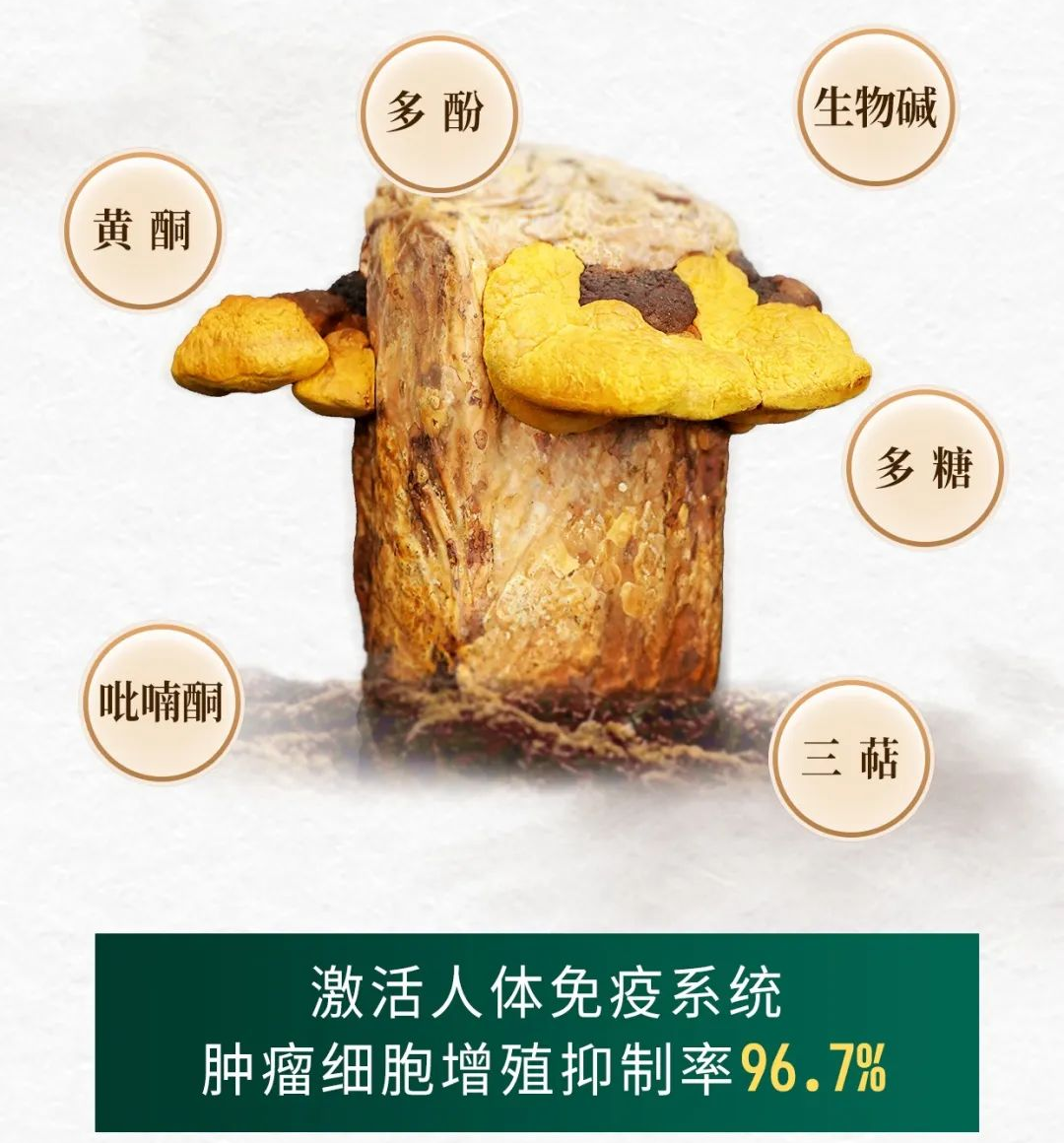 传承中医文化关爱生命健康—桑芝园桑黄行业领航者(图4)