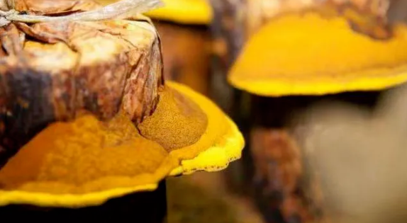 桑芝园，为阿尔茨海默病家庭点亮一盏灯(图5)